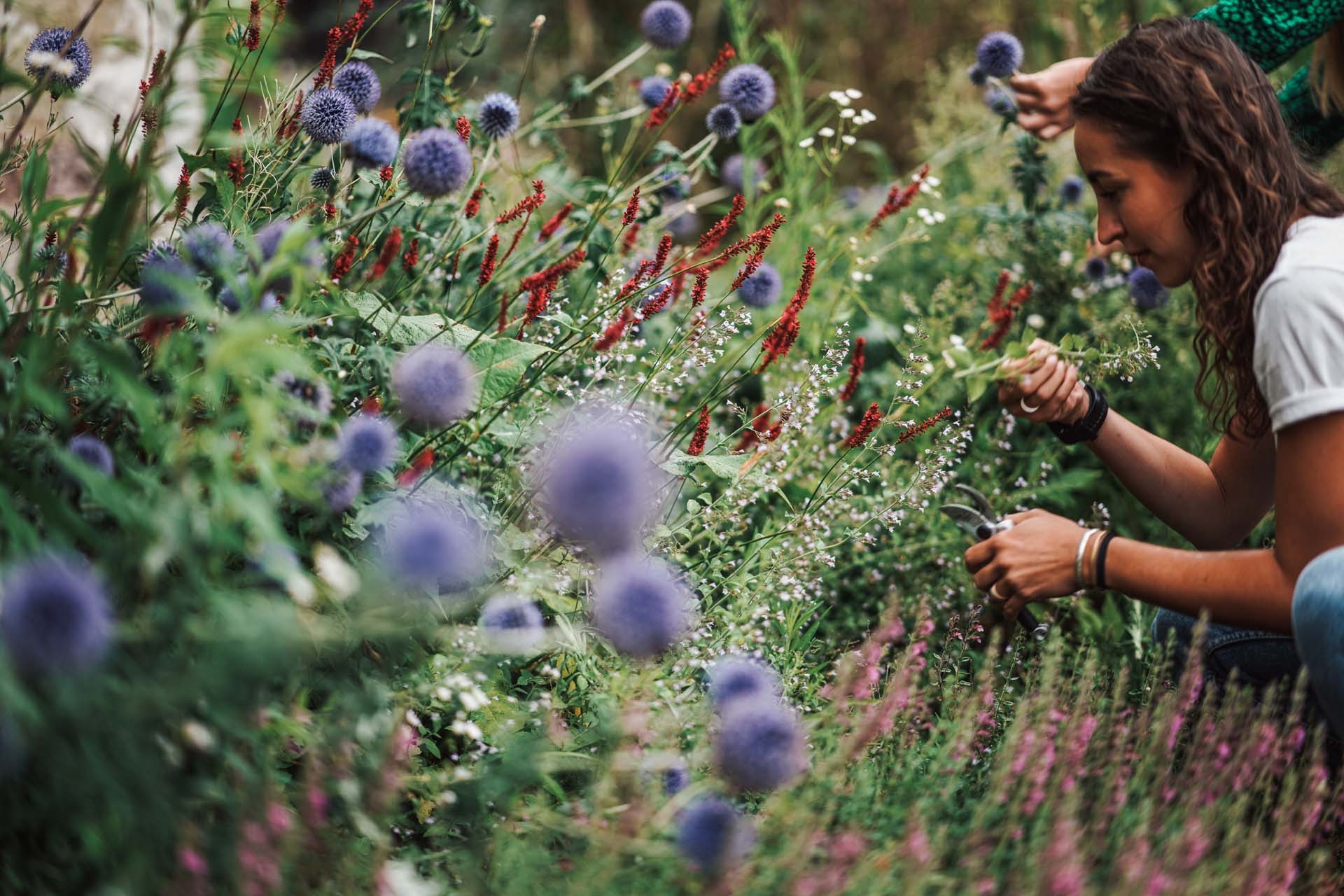 Blumen im Garten auswählen und schneiden