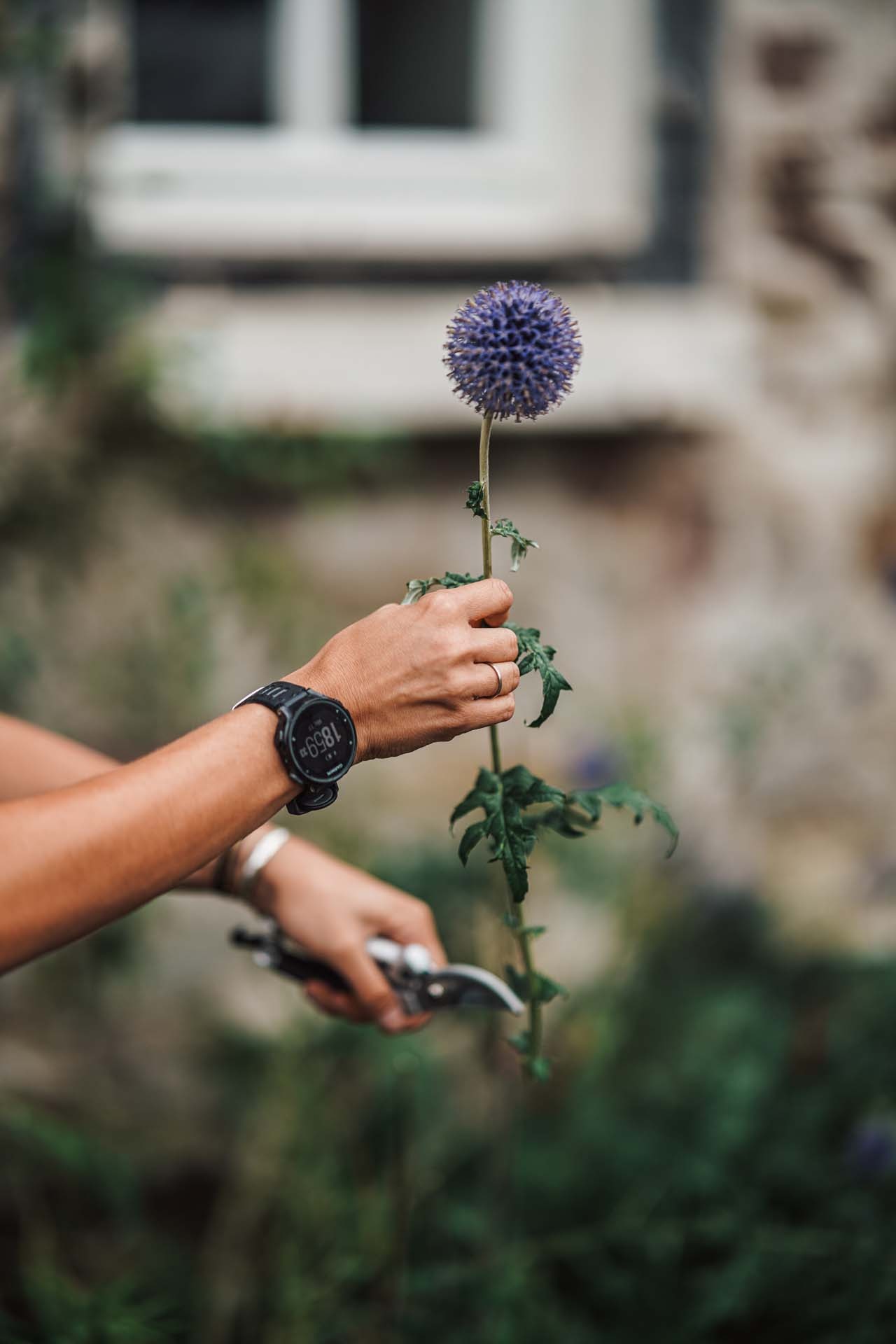 Eine Blume wird mit der Gartenschere geschnitten